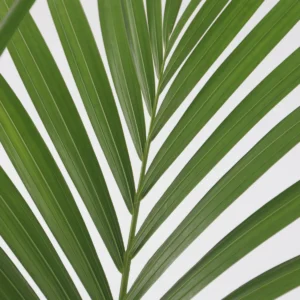 Howea Forsteriana Kentia Palmiyesi 80-100 cm Salon Bitkisi - Görsel 2