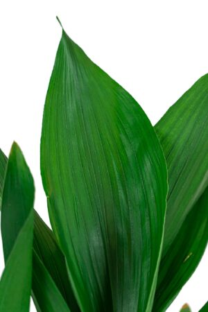 Aspidistra Elatior (Salon Yaprağı) 50-60 cm Dekoratif Salon Bitkisi - Görsel 2
