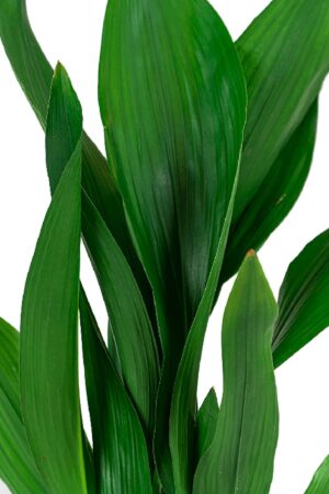 Aspidistra Elatior (Salon Yaprağı) 50-60 cm Dekoratif Salon Bitkisi - Görsel 3