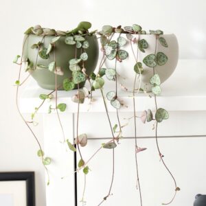 Dekoratif Saksıda Ceropegia Woodii – Büyük Boy (Kalp Kalbe Karşı Bitkisi) 30-40 cm