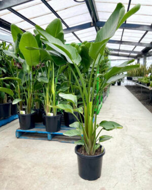 Starliçe - Tek Köklü (Cennet Kuşu Çiçeği - Strelitzia 140-160 cm - Görsel 4