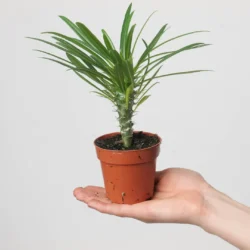 Pachypodium Lamerei Madagascar Palm — Madagaskar Palmiyesi