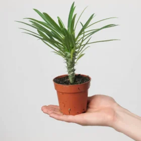 Pachypodium Lamerei Madagascar Palm — Madagaskar Palmiyesi