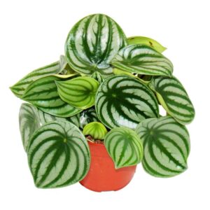 Peperomia Watermelon (Karpuz Peperomia) 35-40 cm Dekoratif Salon Bitkisi - Görsel 2