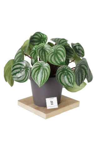 Peperomia Watermelon (Karpuz Peperomia) 35-40 cm Dekoratif Salon Bitkisi