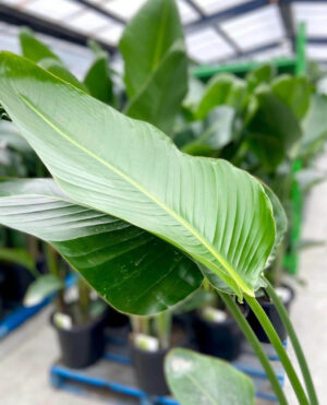 Starliçe - 3 Köklü XL (Cennet Kuşu Çiçeği - Strelitzia 140-160 cm - Görsel 3