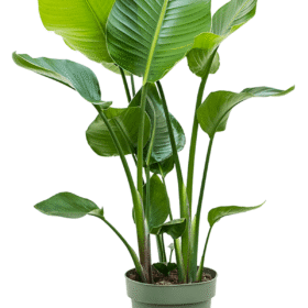 Starliçe - 3 Köklü XL (Cennet Kuşu Çiçeği - Strelitzia 140-160 cm