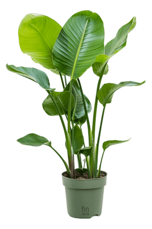 Starliçe - 3 Köklü XL (Cennet Kuşu Çiçeği - Strelitzia 140-160 cm