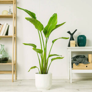 Starliçe - Tek Köklü (Cennet Kuşu Çiçeği - Strelitzia 140-160 cm - Görsel 5