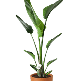 Starliçe - Tek Köklü (Cennet Kuşu Çiçeği - Strelitzia 140-160 cm