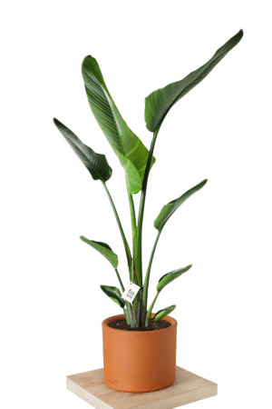 Starliçe - Tek Köklü (Cennet Kuşu Çiçeği - Strelitzia 140-160 cm