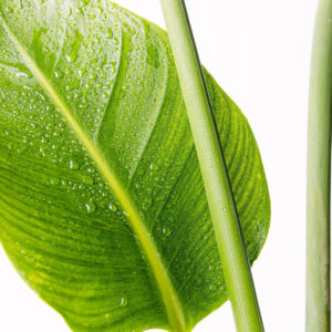 Starliçe - 3 Köklü XL (Cennet Kuşu Çiçeği - Strelitzia 140-160 cm - Görsel 2