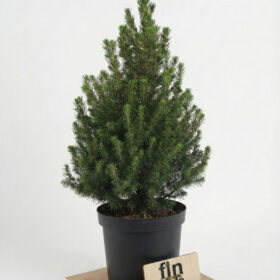 Picea Glauca Conica (80-90 cm) - Salon Boyu Canlı Yılbaşı Ağacı