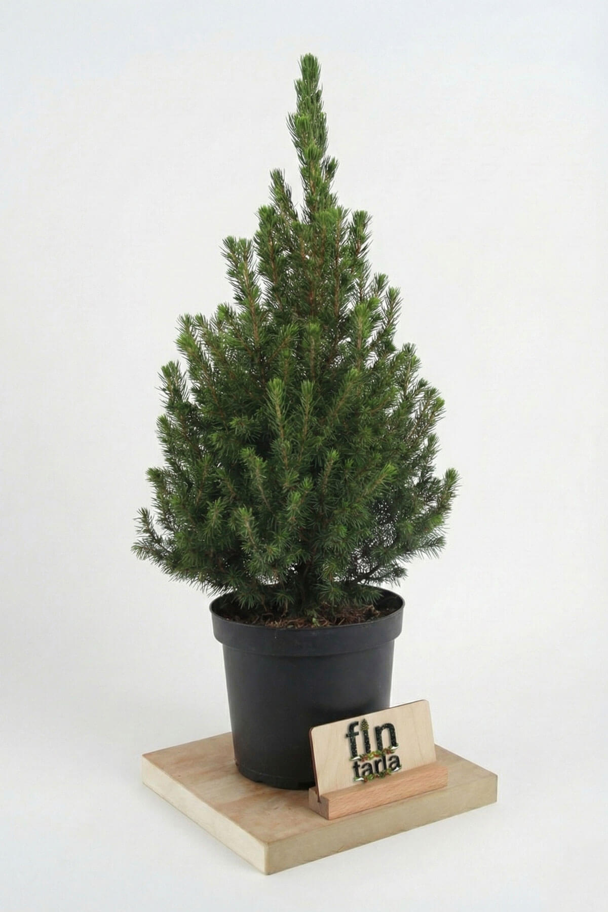 Picea Glauca Conica (80-90 cm) - Salon Boyu Canlı Yılbaşı Ağacı