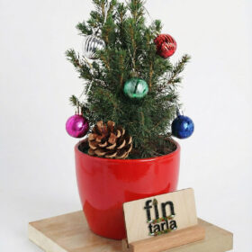 Picea Glauca Conica (Beyaz Ladin) – Süslemeli Mini Yılbaşı Çamı 30-35 cm