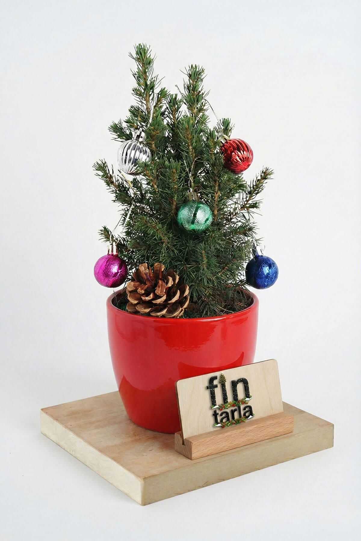 Picea Glauca Conica (Beyaz Ladin) – Süslemeli Mini Yılbaşı Çamı 30-35 cm