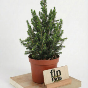 Picea Glauca Conica: 40-50 cm Canlı Yılbaşı Ağacı