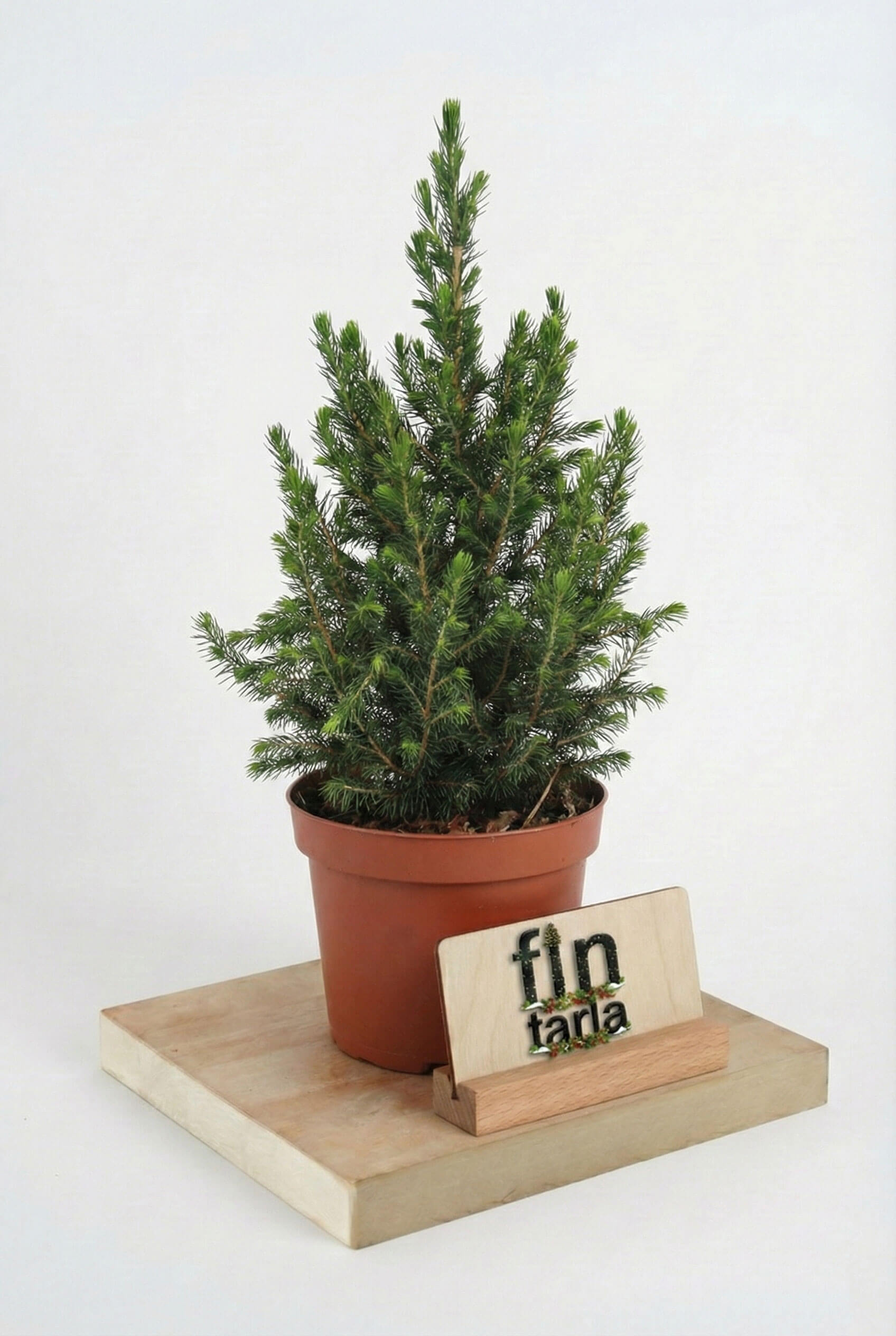 Picea Glauca Conica: 40-50 cm Canlı Yılbaşı Ağacı