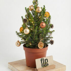 Işıklı ve Süslemeli Picea Glauca Conica - CanlıYılbaşı Ağacı (40-50 cm)