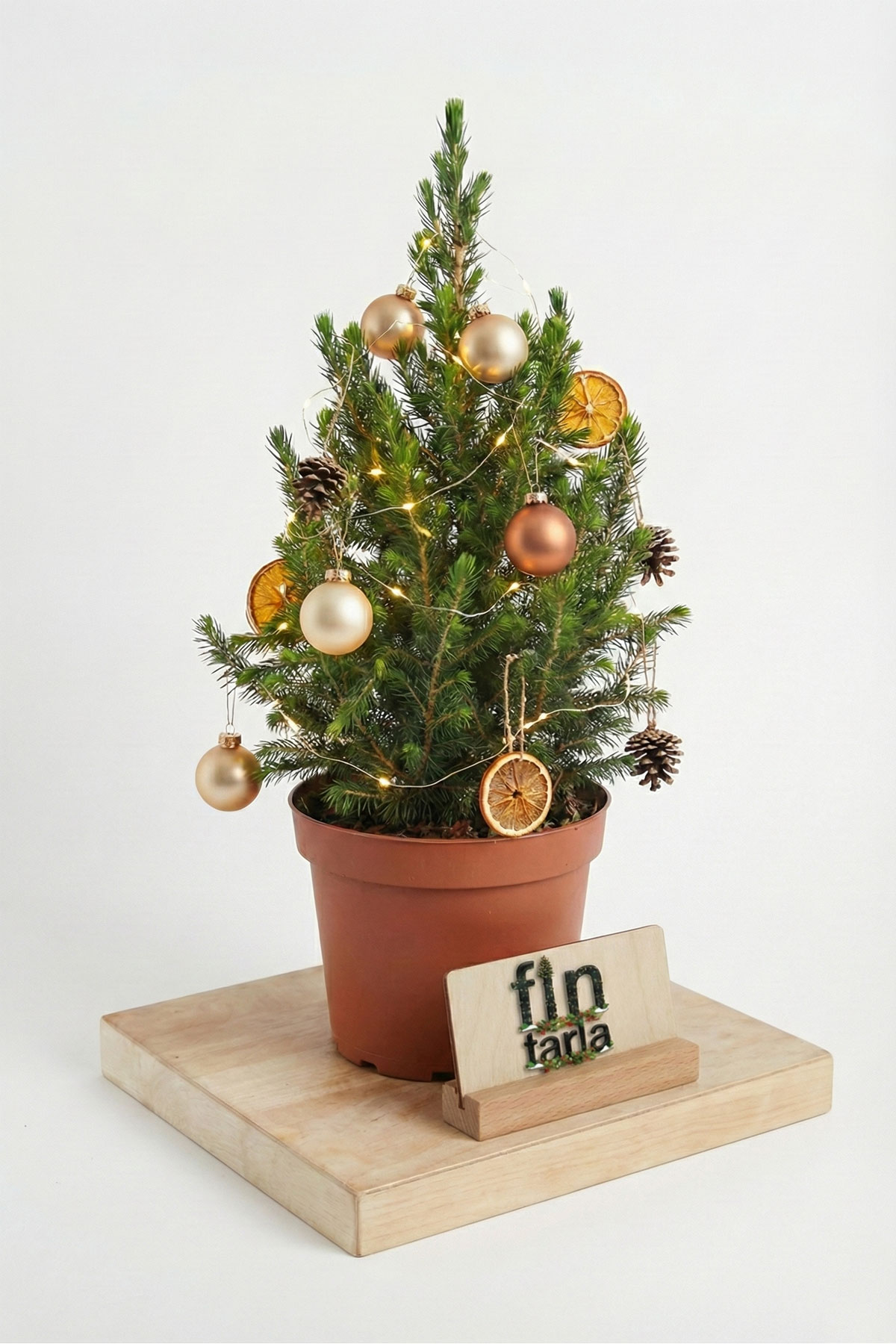 Işıklı ve Süslemeli Picea Glauca Conica - CanlıYılbaşı Ağacı (40-50 cm)