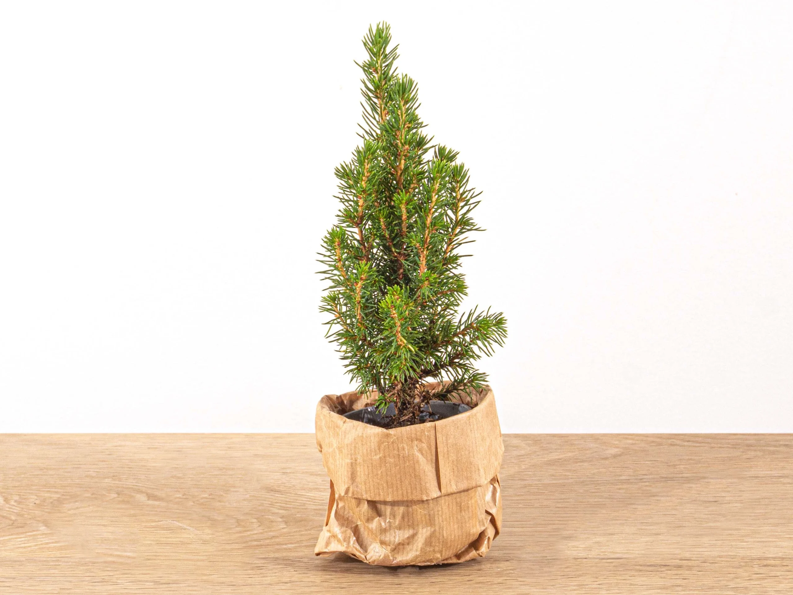 Mini Picea Glauca Canlı Yılbaşı Ağacı 20-30 cm (Masa Boyu) - Görsel 3
