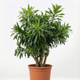 Dracaena Reflexa 'Song of Jamaica' (Şarkı) - 130-150 cm - Dekoratif Yapraklı Salon Bitkisi