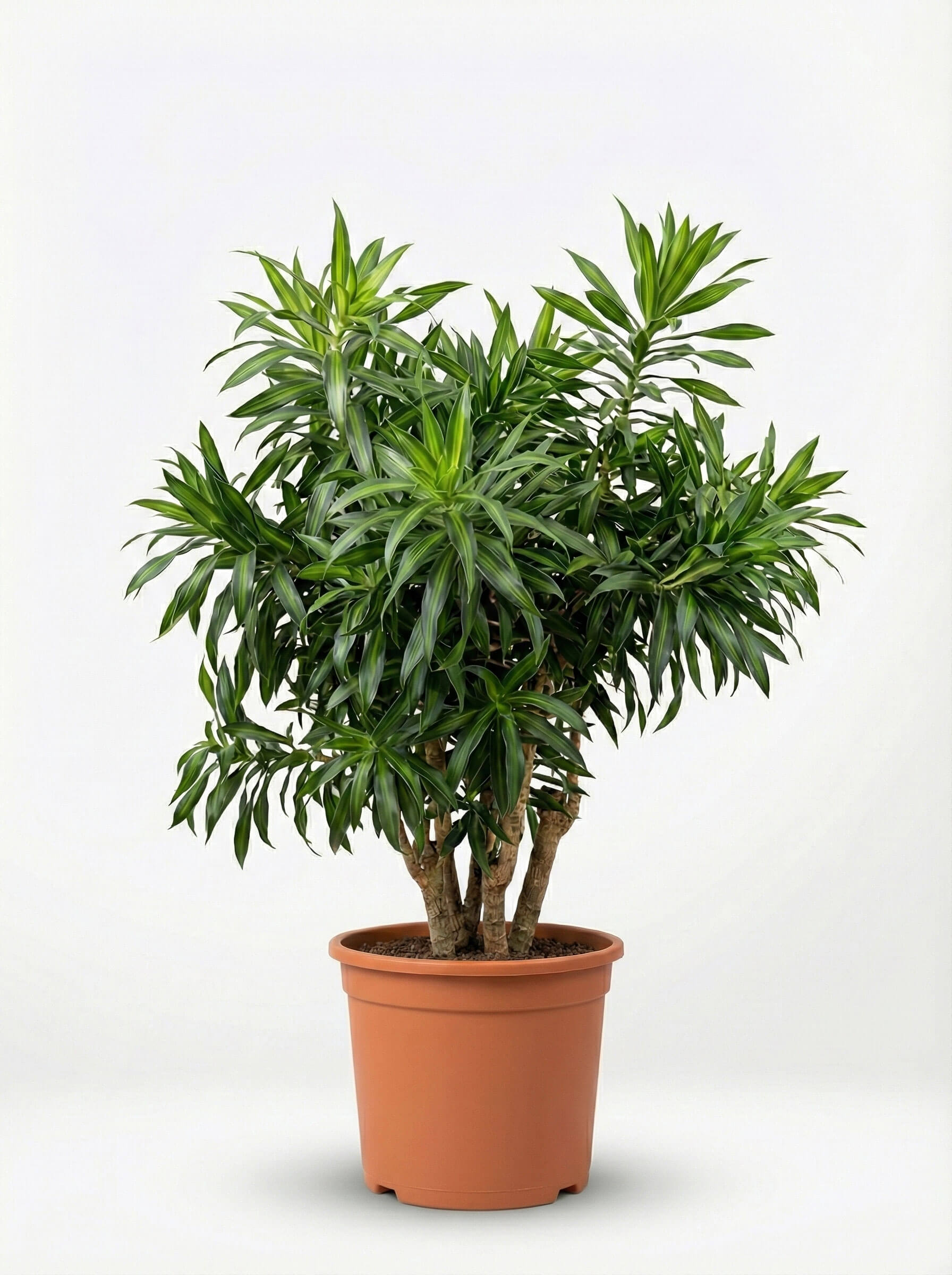 Dracaena Reflexa 'Song of Jamaica' (Şarkı) - 130-150 cm - Dekoratif Yapraklı Salon Bitkisi
