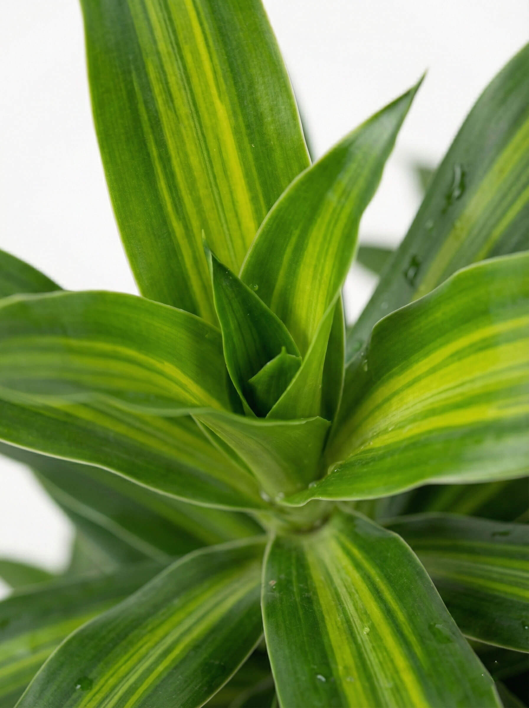 Dracaena Reflexa 'Song of Jamaica' (Şarkı) - 130-150 cm - Dekoratif Yapraklı Salon Bitkisi - Görsel 3