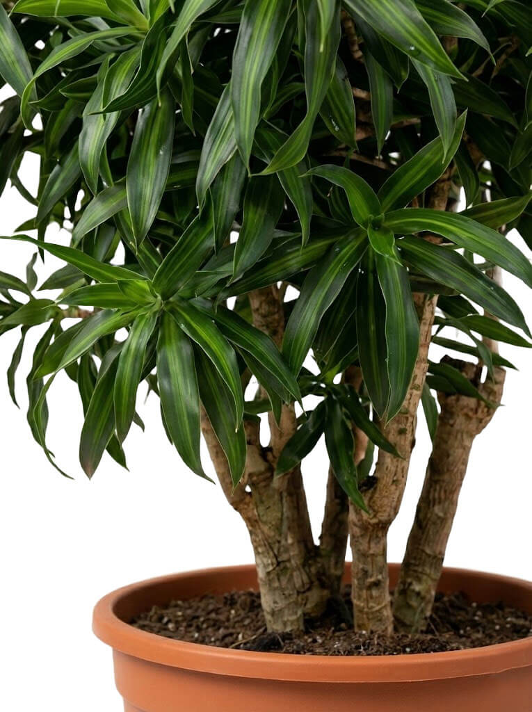 Dracaena Reflexa 'Song of Jamaica' (Şarkı) - 130-150 cm - Dekoratif Yapraklı Salon Bitkisi - Görsel 2