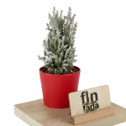 Kar Efektli Mini Yılbaşı Çamı - Chamaecyparis Ellwoodii 25-30 cm (Masa Boyu)