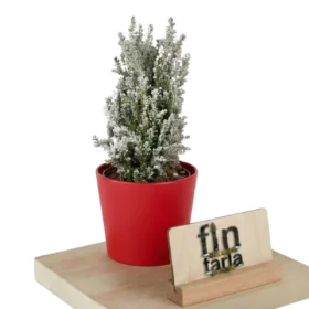 Kar Efektli Mini Yılbaşı Çamı - Chamaecyparis Ellwoodii 25-30 cm (Masa Boyu)