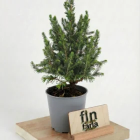 Mini Picea Glauca Canlı Yılbaşı Ağacı 20-30 cm (Masa Boyu)