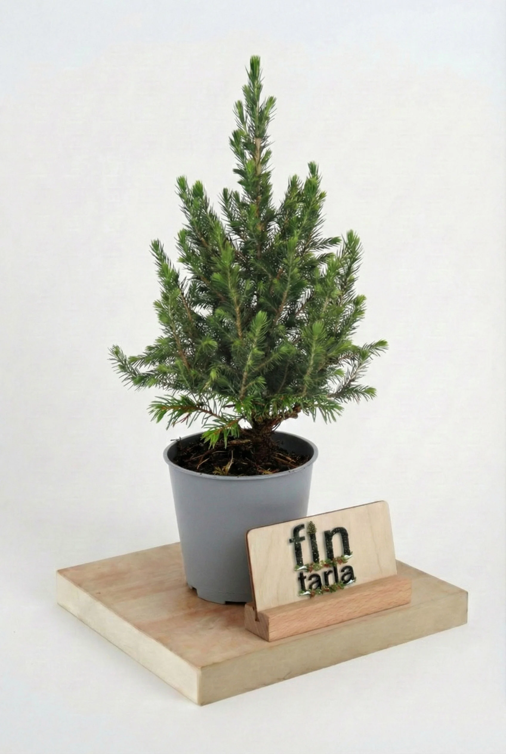 Mini Picea Glauca Canlı Yılbaşı Ağacı 20-30 cm (Masa Boyu)