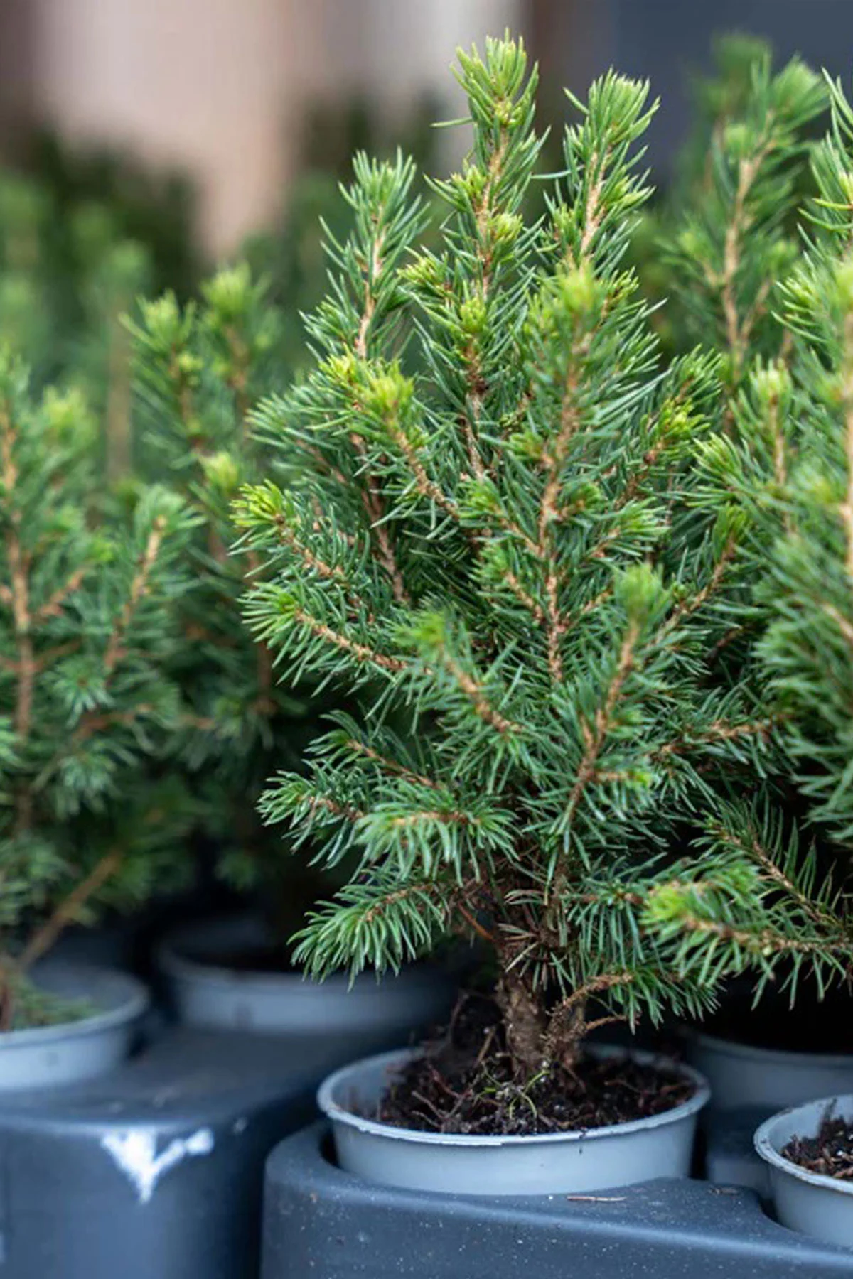 Mini Picea Glauca Canlı Yılbaşı Ağacı 20-30 cm (Masa Boyu) - Görsel 4